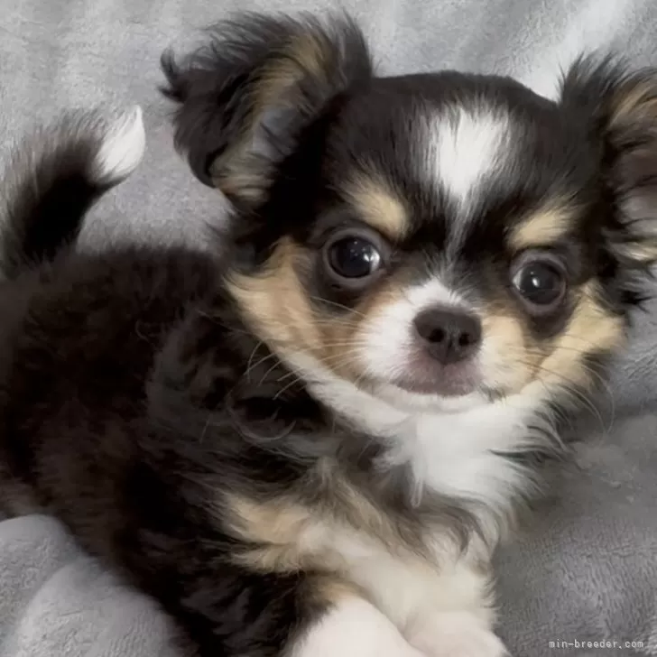 ID：2503-03918の子犬