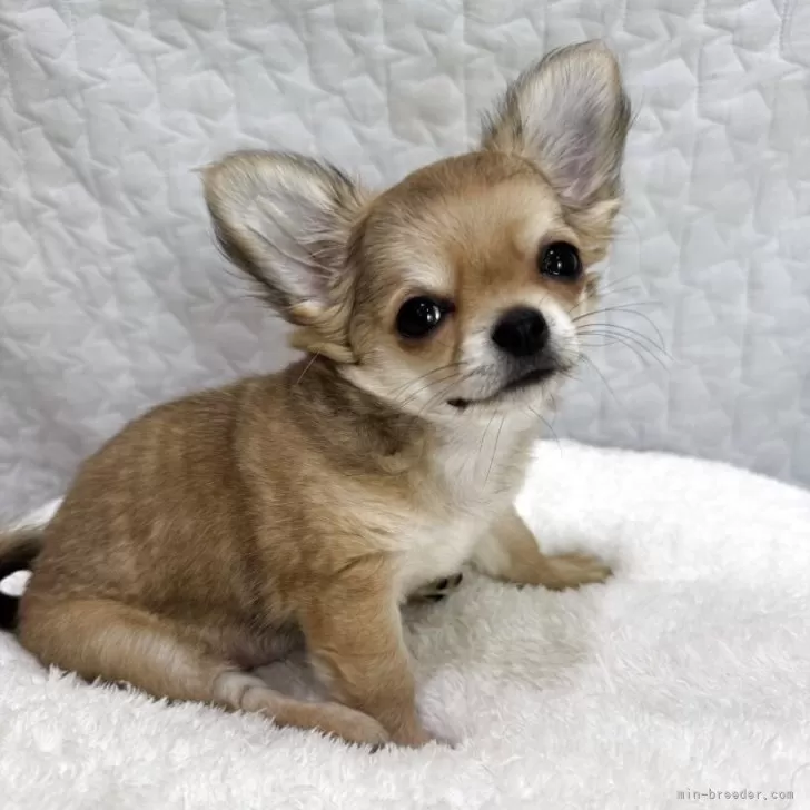 ID：2503-03937の子犬