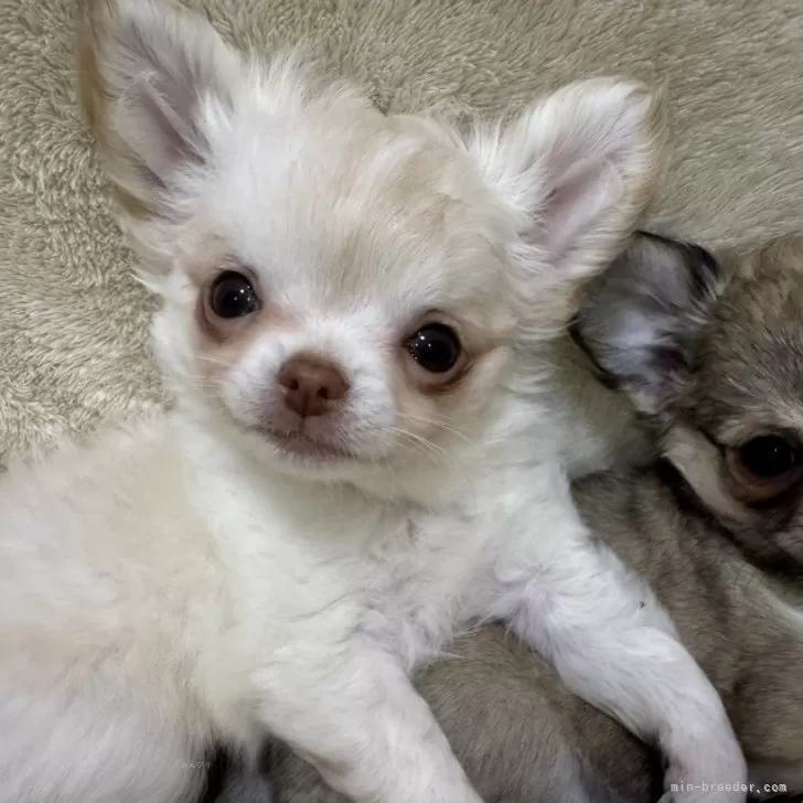 ID:2412-05504の子犬