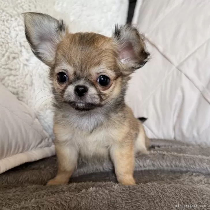 ID：2412-04378の子犬