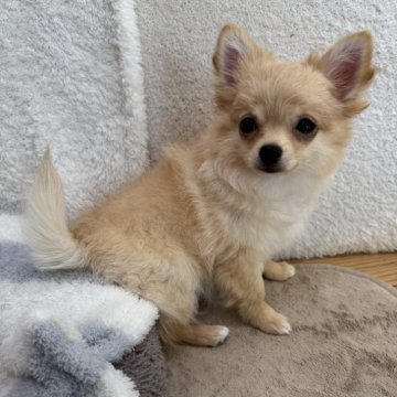 チワワ(ロング)【群馬県・男の子・2025年8月7日・クリーム】の写真「ワクチン３回目終わりました😊お出かけできます🐾」