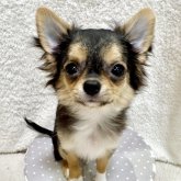 チワワ(ロング)