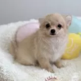 チワワ(ロング)