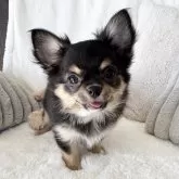 チワワ(ロング)