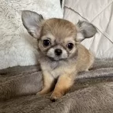 チワワ(ロング)【群馬県・女の子・2024年10月13日・レッド】の写真2「お目目の周りから黒い差し毛がなくなってきています😊」