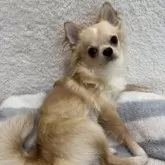 チワワ(ロング)【群馬県・男の子・2025年4月6日・クリームアンドホワイト】の写真2「お口ぷくぷくで可愛いさアップ⤴️」