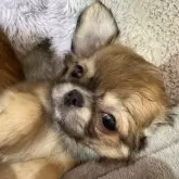 チワワ(ロング)【群馬県・女の子・2024年10月13日・レッド】の写真6「アライグマさんみたいなどれみちゃん🐾」