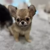 チワワ(ロング)【群馬県・女の子・2024年10月13日・レッド】の写真9「優しい表情にいつもキュンキュンです😍」