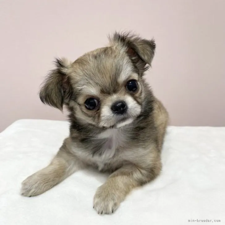 ID：2311-00546の子犬