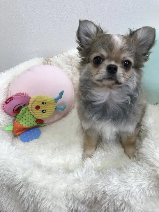 ID:2103-00062の子犬