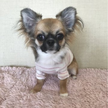 チワワ(ロング)【群馬県・男の子・2023年10月29日・レッドアンドホワイト】の写真「とっても穏やかな子です♡」