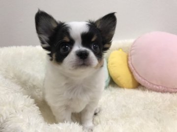 チワワ(ロング)【群馬県・男の子・2020年5月2日・トライ】の写真「もふもふのぬいぐるみみたいな僕です」