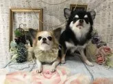 チワワ(ロング)【群馬県・男の子・2020年7月2日・クリーム】の写真5「右がパパです♡（他犬舎様ご愛犬）」