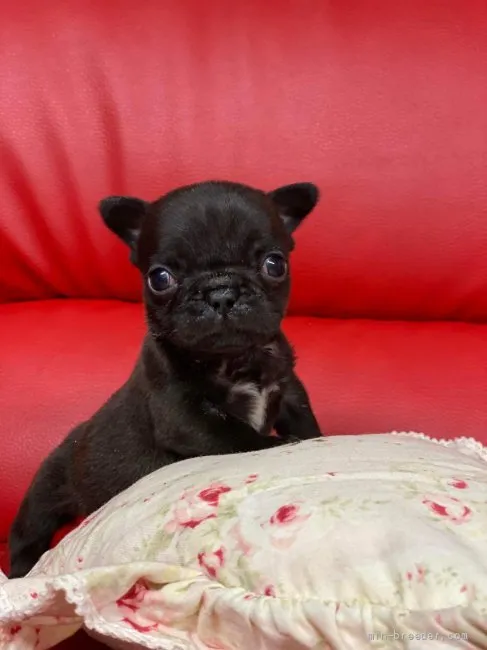 ID：2204-03895の子犬