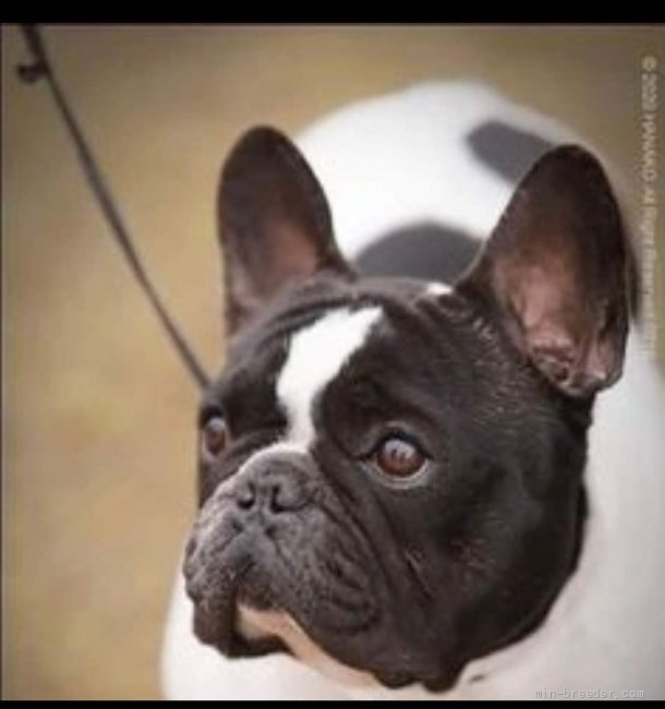 フレンチブルドッグ【・男の子・2018年3月11日・パイド】