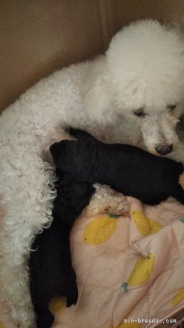 ダリママの授乳　子犬はシルバーです｡｜小笠原　節子(おがさわら　せつこ)ブリーダー(愛媛県・シーズーなど・JKC登録)の紹介写真6