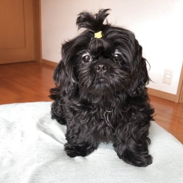 シーズー【愛媛県・女の子・2025年6月13日・ブラック】の写真「三女ちゃん一番大きくなりましたー」