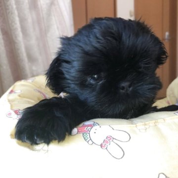シーズー【愛媛県・女の子・2025年6月13日・ブラック】の写真「妹弟の中でも一番小さいけど、良く食べる　女の子」