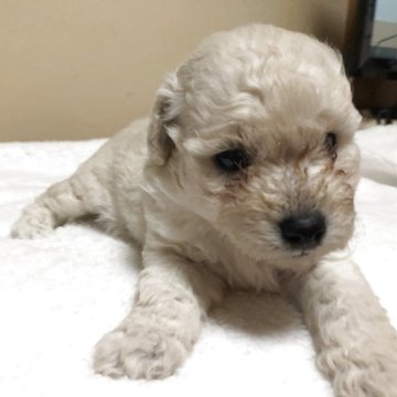 トイプードル(トイ)【愛媛県・男の子・2025年10月28日・ホワイト】の写真「離乳食食べてもオッパイ飲んでもすぐに寝る子」