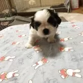 シーズー