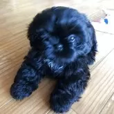シーズー