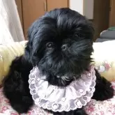 シーズー