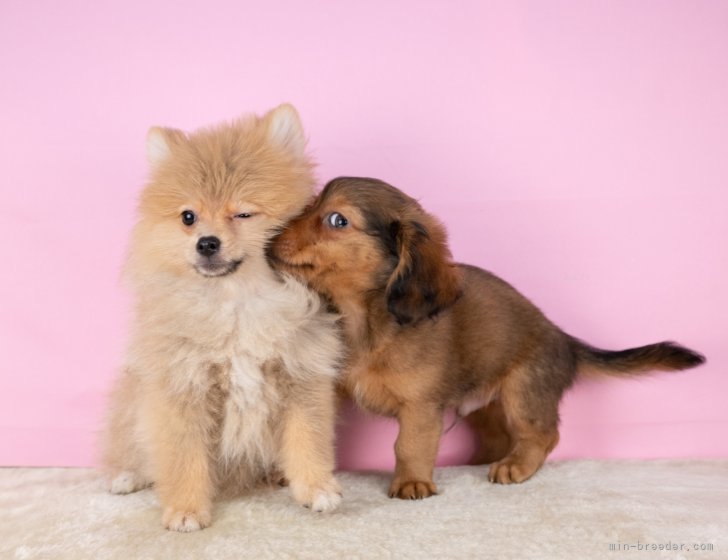 💖小さいころから他のわんちゃんと慣れられるように、いろいろな仔と遊びながら勉強中💖｜松原　慶典(まつばら　けいすけ)ブリーダー(愛知県・JKC登録)の紹介写真10