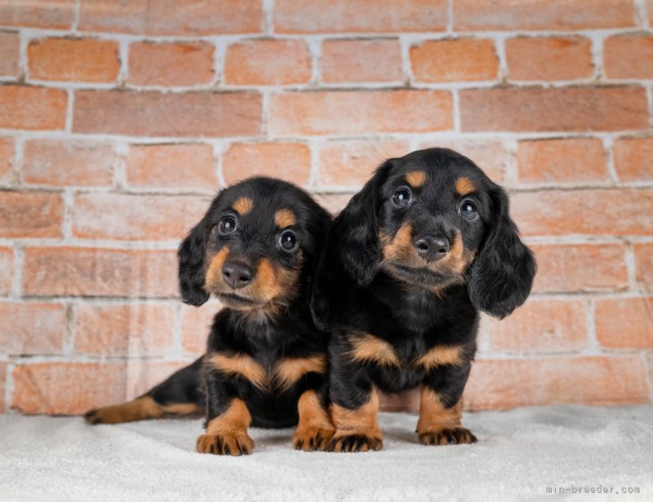 🙌なかよし兄弟犬ちゃん多数！どの仔かまよったら一緒に見学して相性チェック🙌｜松原　慶典(まつばら　けいすけ)ブリーダー(愛知県・JKC登録)の紹介写真7