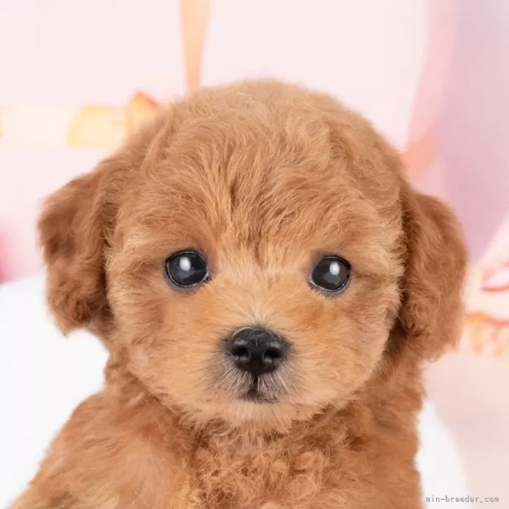 ID：2511-03696の子犬