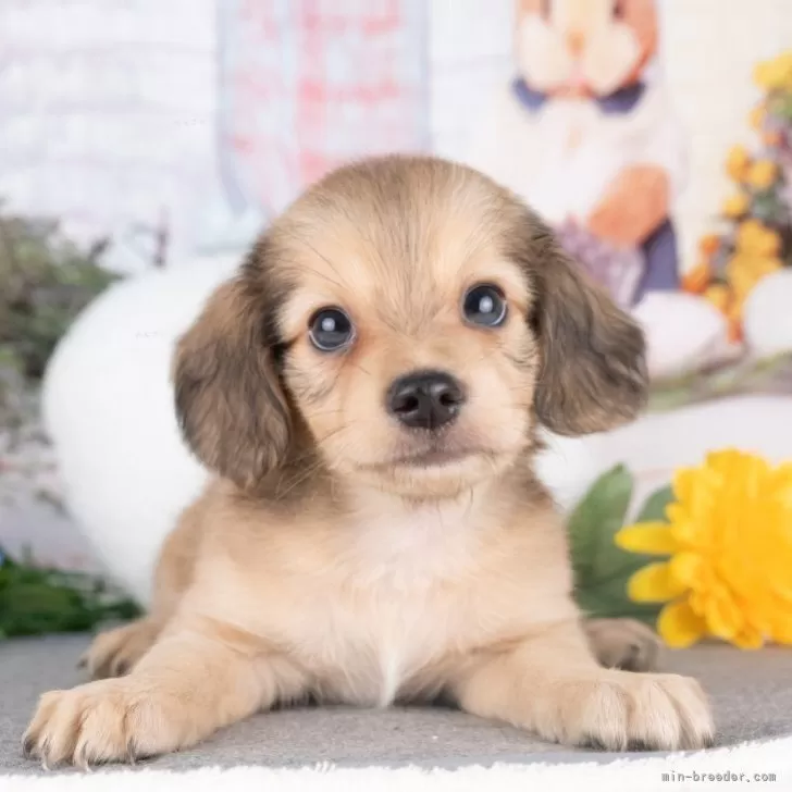 チワックス(チワワ×ダックスフンド)【愛知県・男の子・2025年7月15日・シェーデッドイエロー】の写真1「マイクロチップ・接種済みワクチン・健康診断込みの総額です🐶💉」