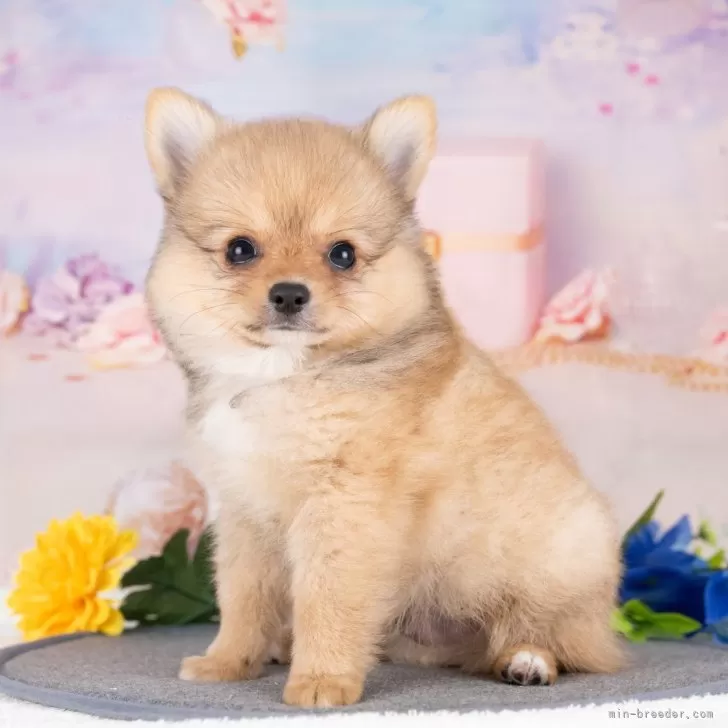 ID：2510-07021の子犬