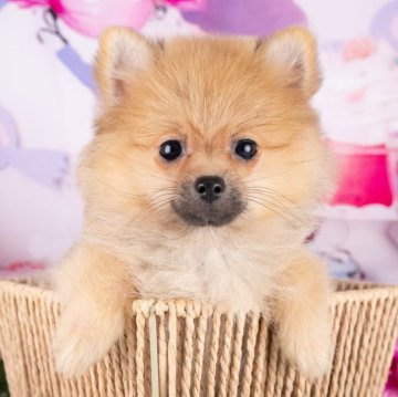 ポメラニアン【愛知県・女の子・2025年6月24日・オレンジセーブル】の写真「💞健康診断済みで安心お迎え💞」