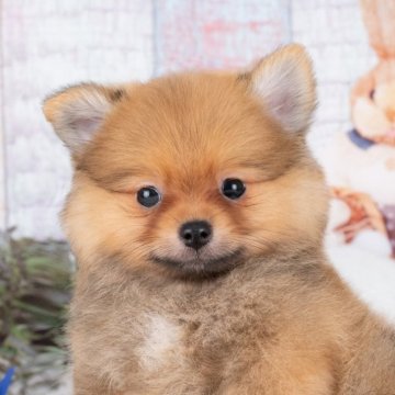 ポメラニアン【愛知県・男の子・2025年7月14日・オレンジセーブル】の写真「💞健康診断済みで安心お迎え💞」