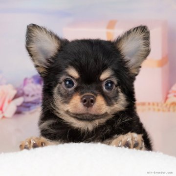 チワワ(ロング)【愛知県・男の子・2025年6月26日・ブラックタン&ホワイト】の写真「💞健康診断済みで安心お迎え💞」