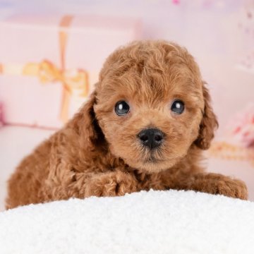 トイプードル(トイ)【愛知県・男の子・2025年8月20日・レッド】の写真「💞健康診断済みで安心お迎え💞」