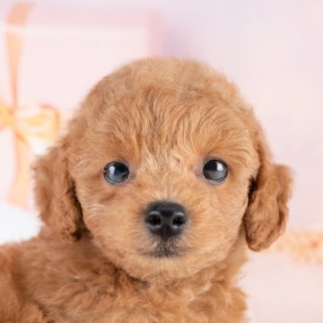 トイプードル(トイ)【愛知県・男の子・2025年8月3日・レッド】の写真「💞健康診断済みで安心お迎え💞」