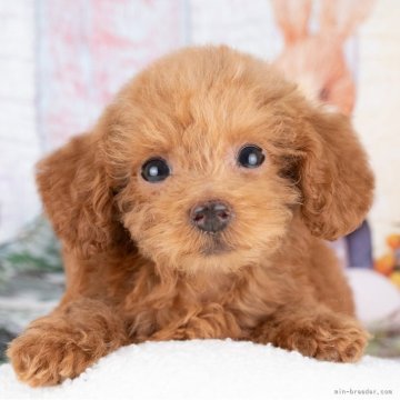 トイプードル(トイ)【愛知県・女の子・2025年7月8日・レッド】の写真「💞健康診断済みで安心お迎え💞」