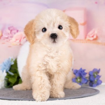 トイプードル(トイ)【愛知県・男の子・2025年9月25日・クリーム】の写真「💞健康診断済みで安心お迎え💞　」