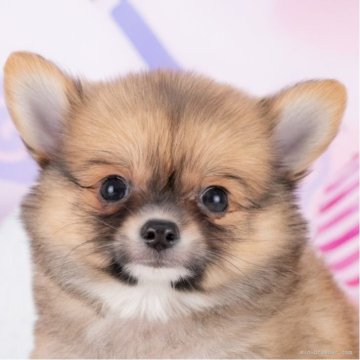 ポメチワ(ポメラニアン×チワワ)【愛知県・男の子・2025年7月2日・フォーン&ホワイト】の写真「💞健康診断済みで安心お迎え💞」
