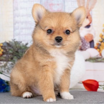 ポメチワ(ポメラニアン×チワワ)【愛知県・男の子・2025年6月29日・オレンジセーブル】の写真「💞健康診断済みで安心お迎え💞　」