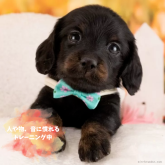 ミニチュアダックスフンド(ロング)