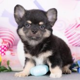 チワワ(ロング)