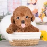 トイプードル(トイ)