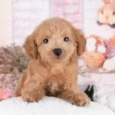 トイプードル(トイ)