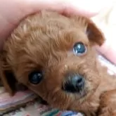 タイニープードル