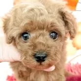 タイニープードル