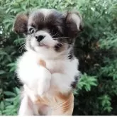 チワワ(ロング)