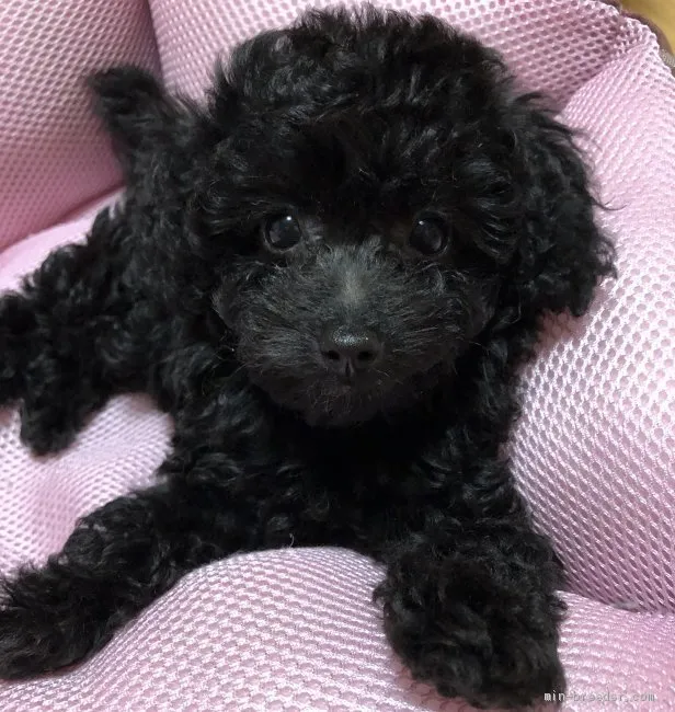ID：2009-02546の子犬