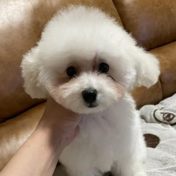 JUN 様のお迎えした子犬