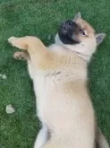 北海道犬【北海道・女の子・2025年6月16日・赤毛】の写真2「遊ぼう!」